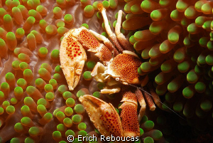 Porcelain crab in a green anemone :) by Erich Reboucas 
